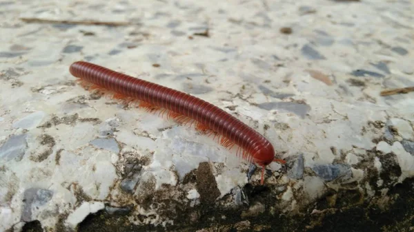 Julida Order Millipedes Centipede Road Thailand Dangerous Insect — Stock Photo, Image