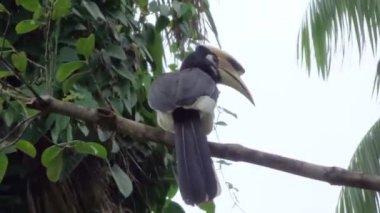 Kartallar (Buceros) bir ağaç dalı üzerinde oturur ve şube ormanda, Tayland Gaga temizler.