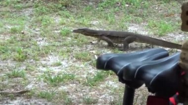 Varan kum ve çim tarar ve binanın altında Tayland gizler