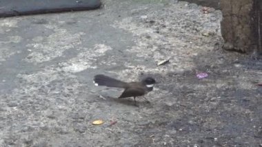 Sinekkapan kuş kuyruğunu tavus kuşu gibi yayılır ve asfalt üzerine atlar, böcekler yakalar ve yiyor.