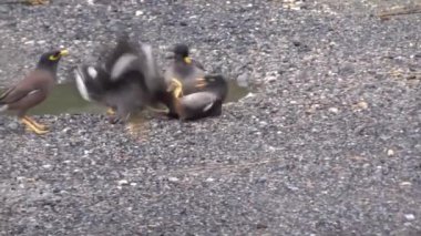Ortak myna veya Hint myna (Acridotheres tristis) mücadele ve tren kendi aralarında.