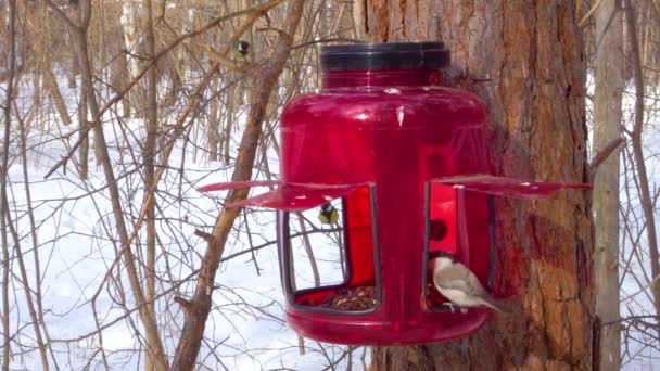 Les oiseaux mangent des graines dans la mangeoire — Video