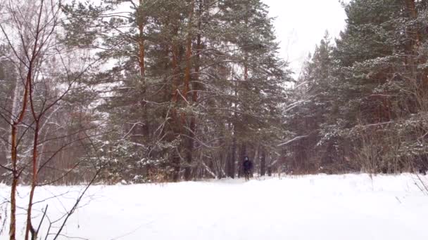 En tjej går längs ett spår i en vinter skog med vandringsstavar under ett snöfall. — Stockvideo