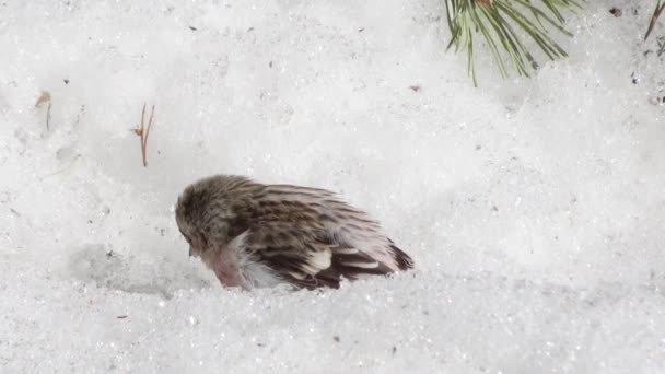 Redpoll piliç baharda üstünde kar düşmüş tohumları ile besleniyor — Stok video