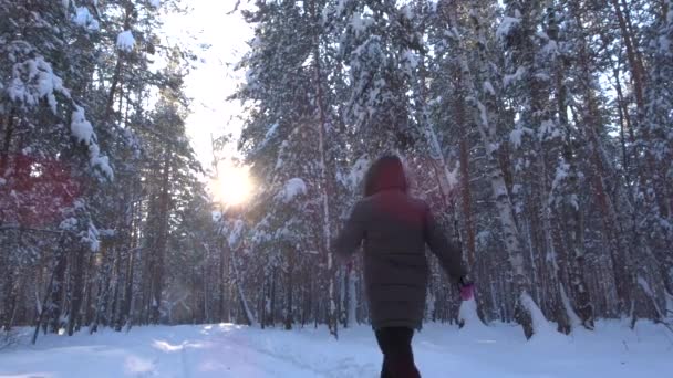 De persoon gaat naar de boom, raakt hem. Een lawine van sneeuw kruimels uit de boom. — Stockvideo