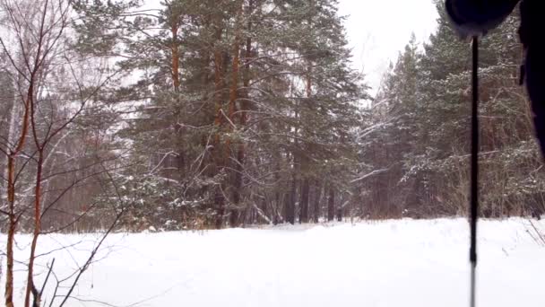 En tjej går längs ett spår i en vinter skog med vandringsstavar under — Stockvideo