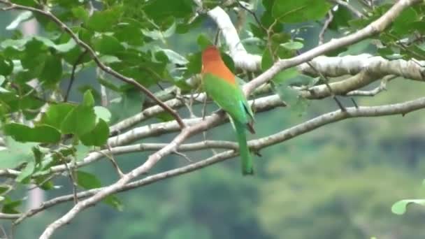 美しい色とりどりの鳥栗向かったハチクイ Merops Leschenaulti の枝に葉で座っているし 目が珍しくて — ストック動画