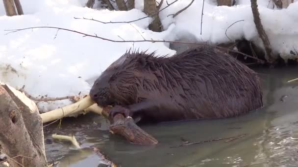 A wild beaver in a city park got into a puddle with drains and nibble the bark from the branches. — Stock Video