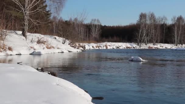 El río descongelado fluye entre las costas cubiertas de nieve de un bosque de abedules — Vídeo de stock