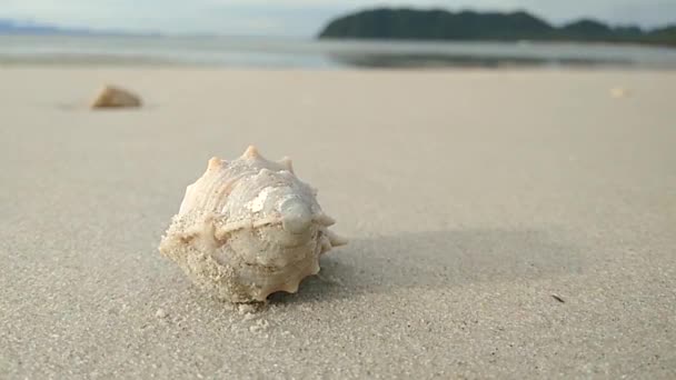 Granchio Eremita Vive Una Bellissima Conchiglia Striscia Delicatamente Fuori Dal — Video Stock