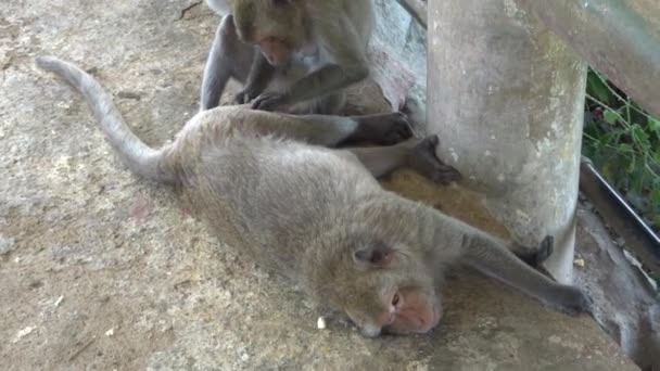 Macaques sifting each other's fur and looking for lice. — Stock Video