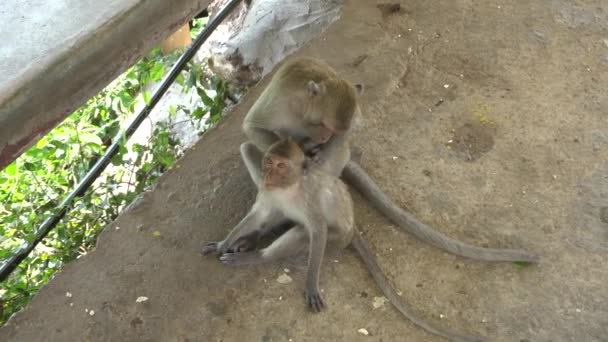 Macacos tamizando la piel del otro y buscando piojos . — Vídeo de stock