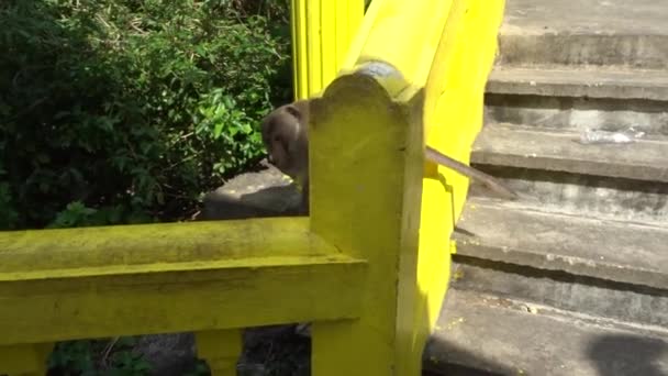 Alpha mâle macaque avec de gros testicules saute sur la rampe des escaliers, tous les jeunes singes sortent de son chemin 