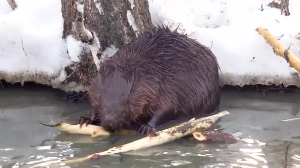 Дикий бобр в городском парке забрался в лужу с водостоками и кусал кору с ветвей. . — стоковое видео