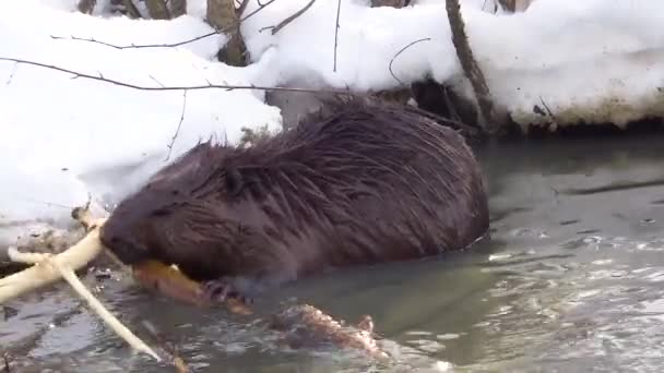 A wild beaver in a city park got into a puddle with drains — Stock Video