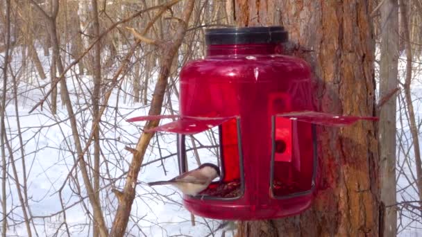 Vogels eten zaden in de feeder - de Koolmees (Parus major), Euraziatische Pimpelmees (Cyanistes caeruleus) de Zwarte mees (Periparus ater) — Stockvideo