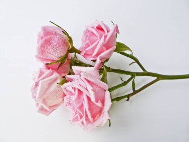 Beyaz bir arka planda pembe gül dalı. Pembe güller tomurcukları. 