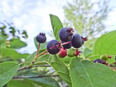 Ripe berries shadbush on the background of green foliage. Edible tasty berries clipart