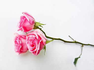 Beyaz bir arka planda pembe gül dalı. Pembe güller tomurcukları. 