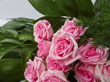 Yeşil yaprakları bir arka planda pembe gül şube. Pembe güller tomurcukları. Makro