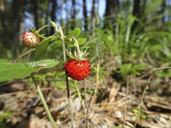Berry Ripe Strawberries Sunny Meadow Forest — Stock Photo, Image
