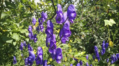 Vahşi çiçekler zehirli bitki Aconit klobucky (Aconitum napellus)