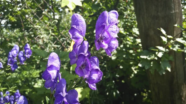 Wild Flowers Poisonous Plant Aconit Klobucky Aconitum Napellus — Stock Photo, Image