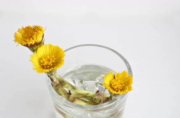 Tıbbi yararlı bitki coltsfoot. Tıbbi malzeme coltsfoot sarı çiçekler. Sağlık. Etnobilim.