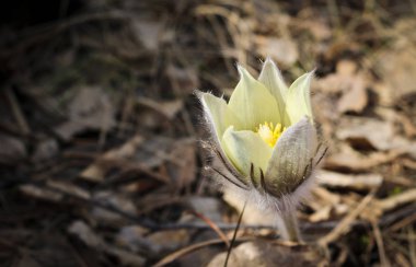 The first spring flowers of Prairie crocus, Pasque flower, prairie anemone, prairie smoke, wind flower (Pulsatilla patens) against the background of last year's foliage. Yellow flowers snowdrops. clipart