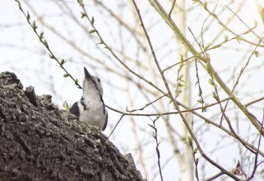Orta benekli ağaçkakan (Dendrocoptes medius) erken ilkbaharda ormanda bir dal üzerinde oturur