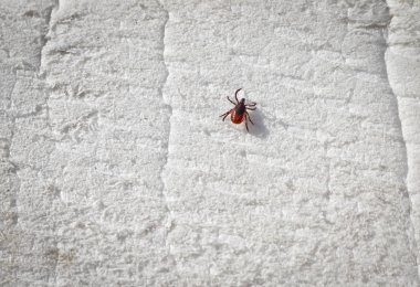 Taiga beyaz köpük üzerinde sürünen kene. Kene - tehlikeli d taşıyıcı