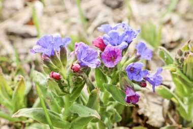 Bahar ormanında lungwort (Pulmonaria) pembe-mavi bahar çiçekleri. İlk bahar çiçekleri, şifalı bitki.