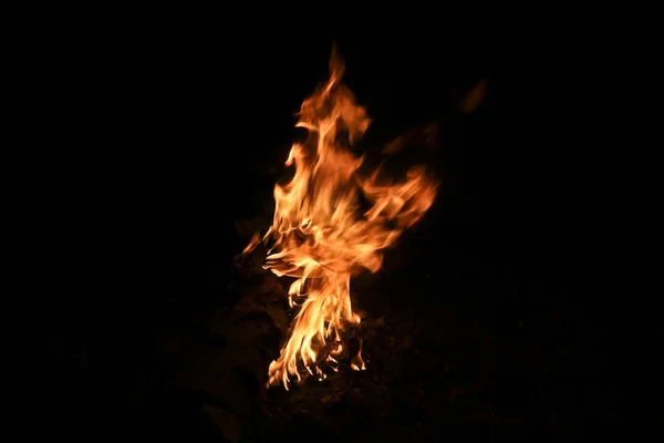 Μεγάλη Φωτιά Ένα Δάσος Σημύδας Ψηλή Φωτιά Μαύρο Φόντο — Φωτογραφία Αρχείου