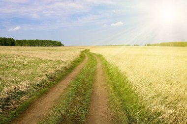Erken ilkbaharda güneş ışınları tarla ve huş ormanları arasında alan kir yol. Seyahat ve macera kavramı.