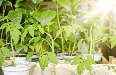 Toprağa ekimden önce ayrı tencerede bir Güneş ışını domates ve biber Fide.