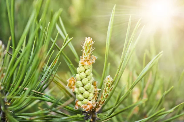 Pinus Sylvestris Männlicher Blütenstand Kiefernmännchen Zapfen Klein Gelb Einer Großen — Stockfoto