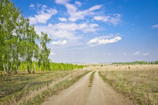 Польова Ґрунтова Дорога Серед Полів Березових Лісів Променях Сонця Ранньою — стокове фото