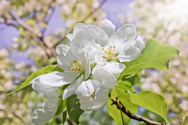 Fondo floral de primavera, ramas de manzanos florecientes ingenio — Foto de Stock