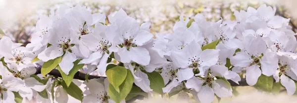 Fondo Floral Primavera Ramas Manzanos Florecientes Con Enfoque Suave Los — Foto de Stock