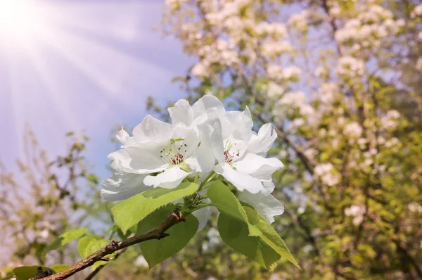 Fondo Floral Primavera Ramas Manzanos Florecientes Con Enfoque Suave Los — Foto de Stock