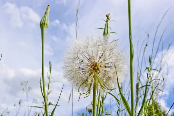 Flower similar to a dandelion - meadow Salsify (common names Jack-in bed-at-noon, meadow salsify, showy goat\'s-beard or meadow goat\'s-beard). Tragopogon pratensis