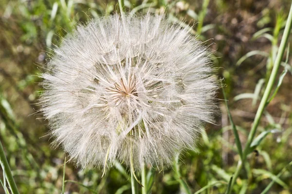 Flower similar to a dandelion - meadow Salsify (common names Jack-in bed-at-noon, meadow salsify, showy goat\'s-beard or meadow goat\'s-beard). Tragopogon pratensis