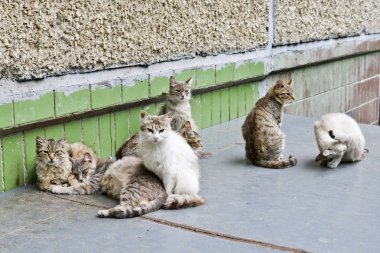Sokak evsiz kediler şirket tarafından toplanır ve kedi işleri meşgul. Dost aile.