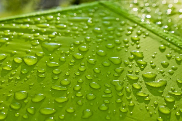 Large drops of water on green textiles with a waterproof effect. Water-repellent impregnation. Texture drops on the fabric. Selective focus