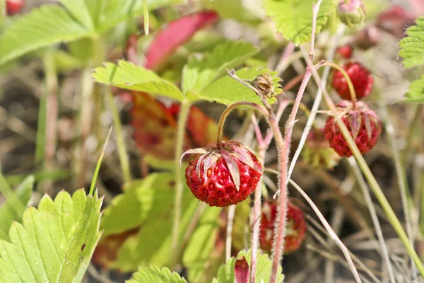 Rijpe Rode Bessen Wilde Aardbei Weide Fragaria Viridis Planten Van — Stockfoto