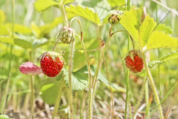 Érett Piros Bogyós Gyümölcsök Vadon Élő Eper Erdei Fragaria Vesca — Stock Fotó