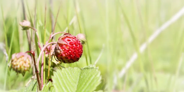 Érett Piros Bogyók Vad Eper Rét Fragaria Viridis Termésükért Termesztett — Stock Fotó