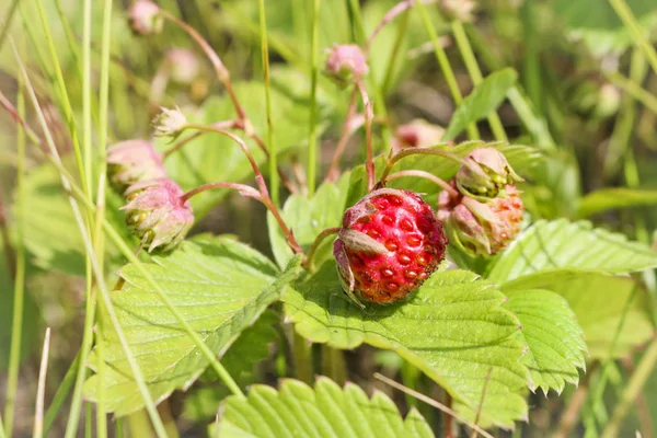 Rijpe Rode Bessen Wilde Aardbei Weide Fragaria Viridis Planten Van — Stockfoto