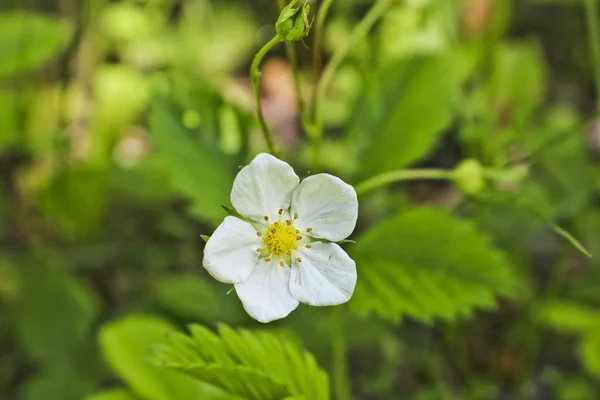 Fiore Bianco Foresta Fragole Pianta Selvatica Uno Sfondo Verde Sfocato — Foto Stock