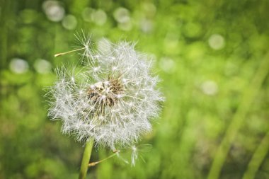 Çayırda kabarık karahindiba. Uçan tohumlar ile çiçekli karahindiba.
